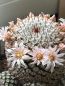 Preview: Mammillaria perezdelarosae var.andersoniana